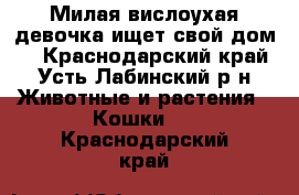 Милая вислоухая девочка ищет свой дом.  - Краснодарский край, Усть-Лабинский р-н Животные и растения » Кошки   . Краснодарский край